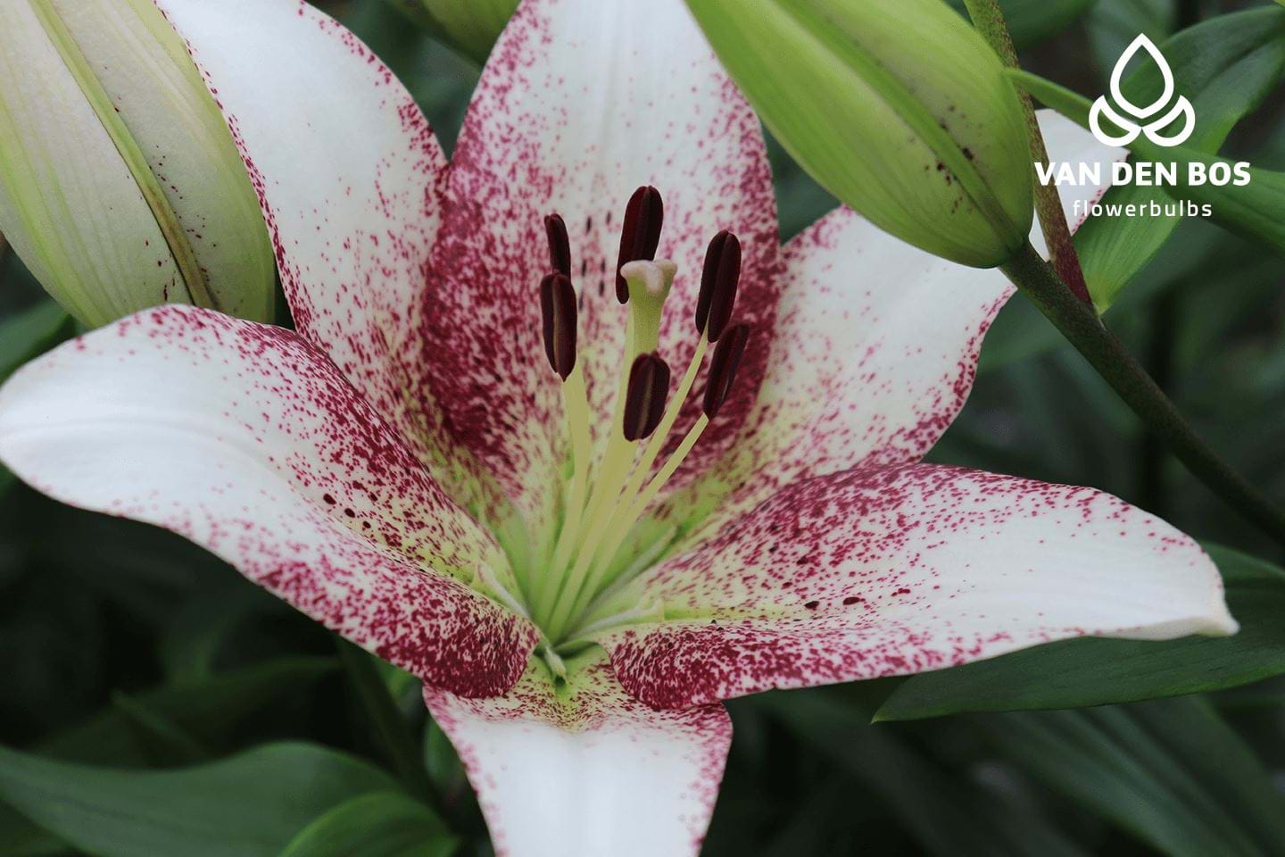 Sweet Zanica® (L.A.) - Lily - Van den Bos Flowerbulbs